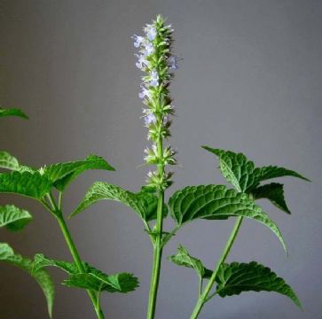 Agastache Rugosa Extract(Jesslie@Snowlotusbiotech.Com) 